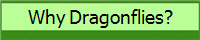 Why Dragonflies?